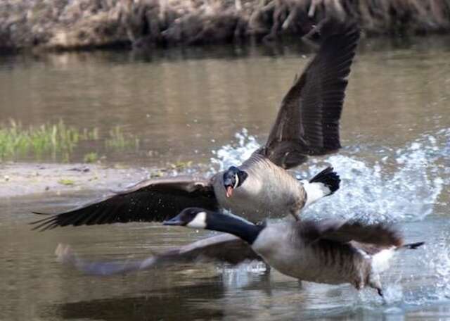 An angry goose chasing away another goose out of the water.