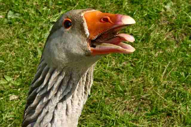An angry goose with it beak open and tomia showing.