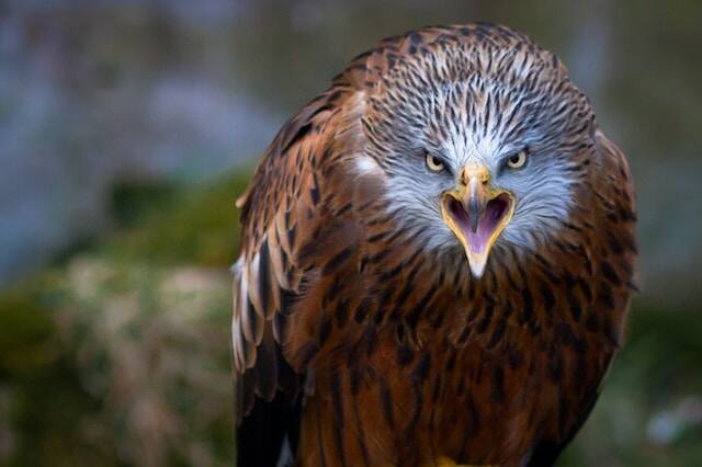 An angry Red Kite screeching.