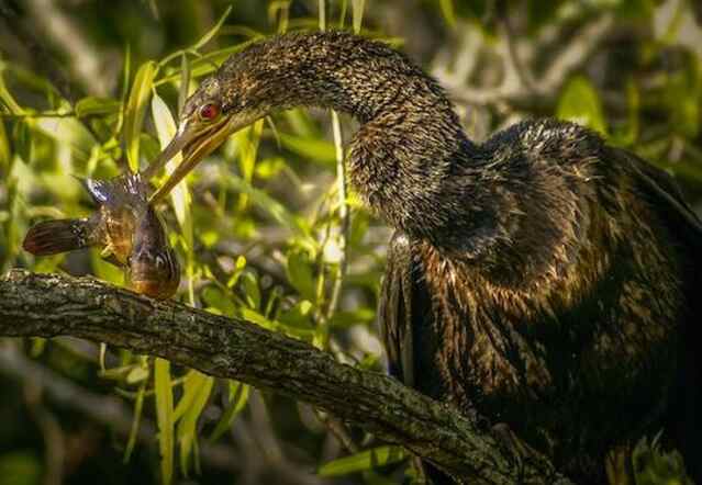 An Anhinga eating a fish.