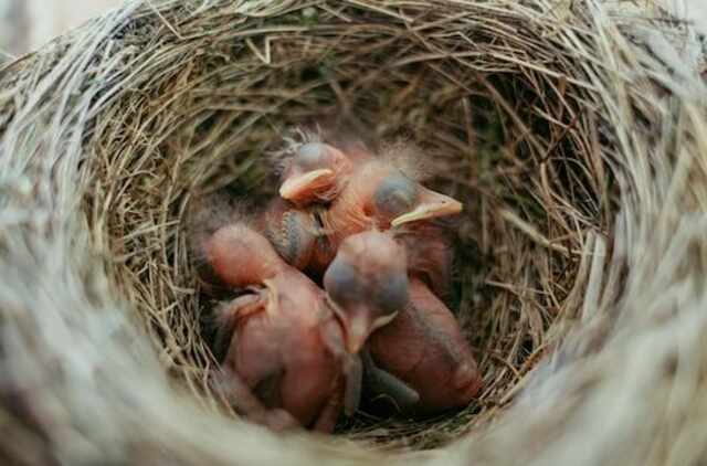 Baby bird's in their nest sleeping.