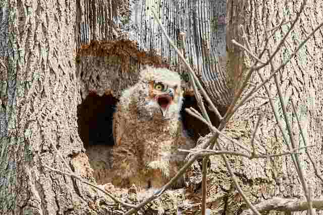 A baby owl (owlet) just waking up.