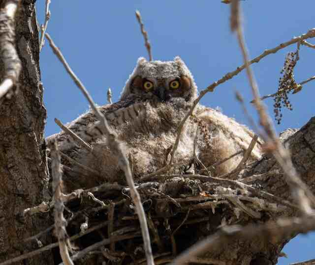Owlets in a nest