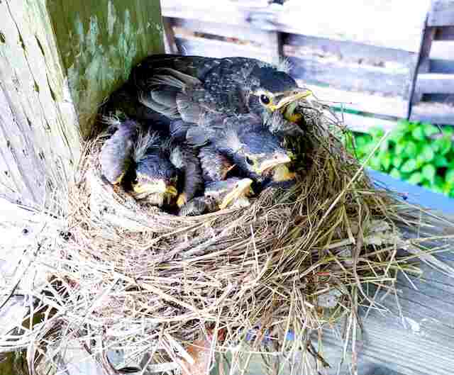 A baby robins nest in spring on wood shed.