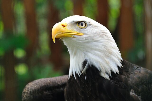 A Bald Eagle looking angry.