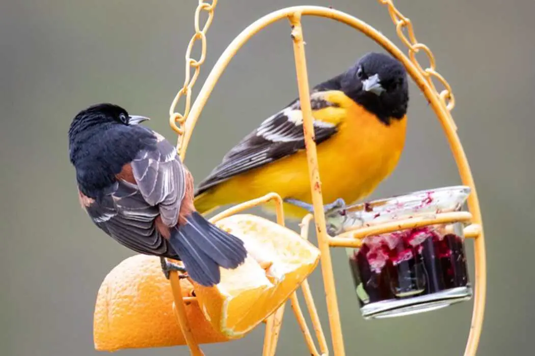 A pair of Baltimore Orioles feeding on a piece of orange and grape jelly.