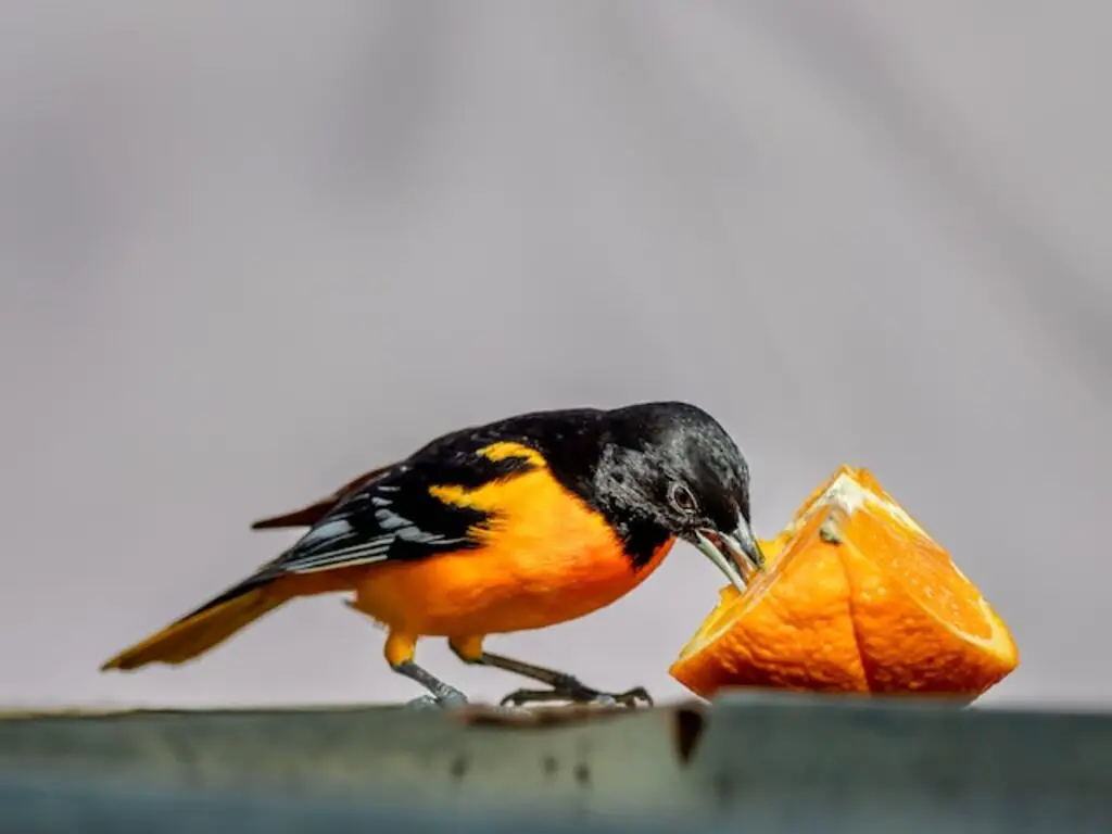 A Baltimore Oriole eating an orange.