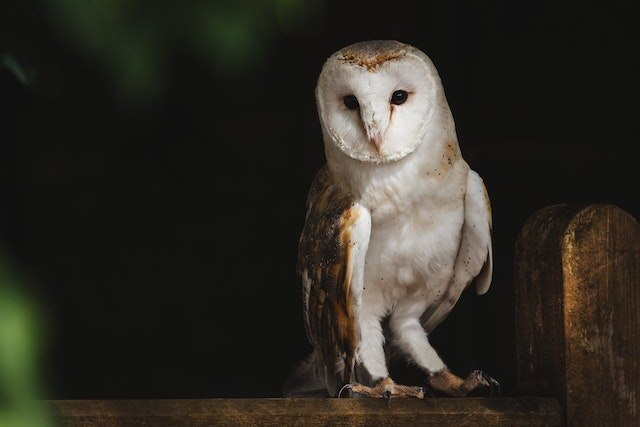 A Barn Owl perched on a wooden plank.