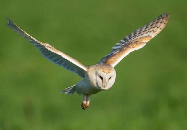 A barn owl flying through the air.