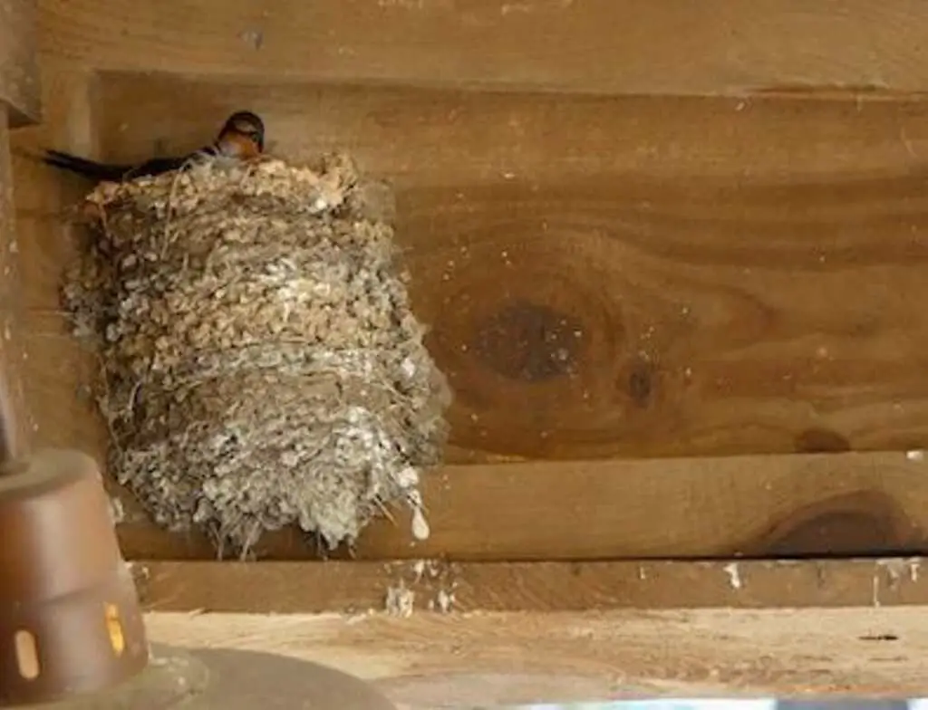 A Barn Swallow with a nest in a barn.