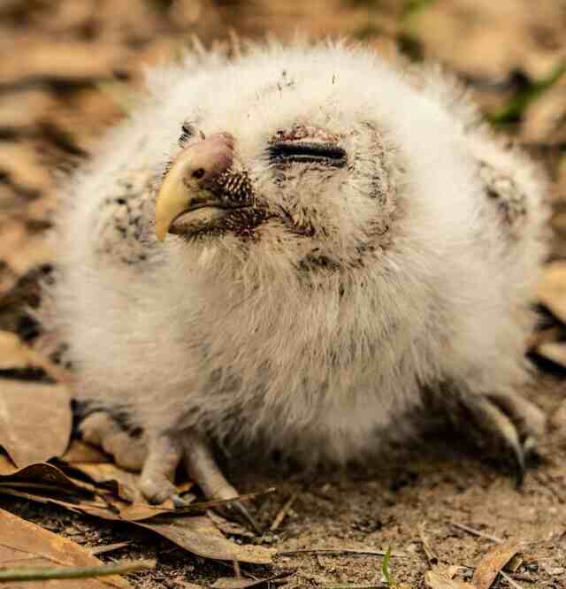 A barred owlet that has fallen out of its nest.