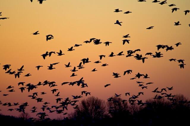 A flock of ducks migrating.