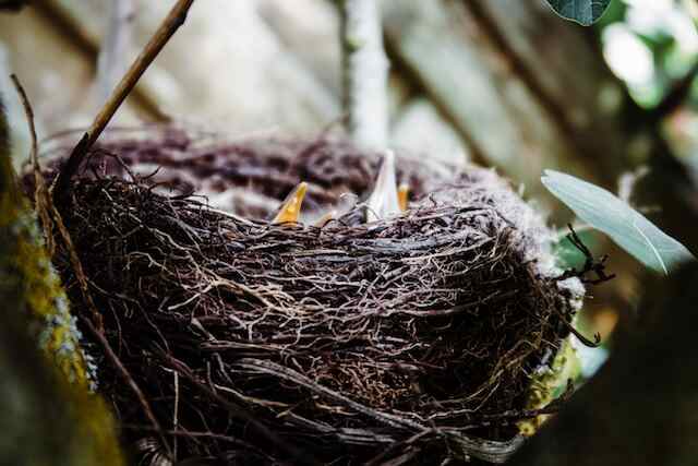 A bird's nest with chicks inside it.
