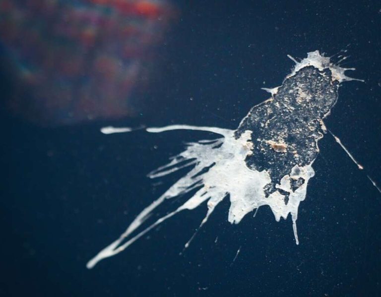 The Surprising Science Behind Why Birds Poop on Cars!