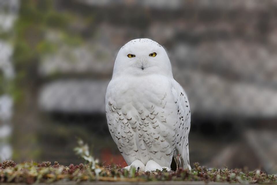 A Snowy Owl perched on a platform.