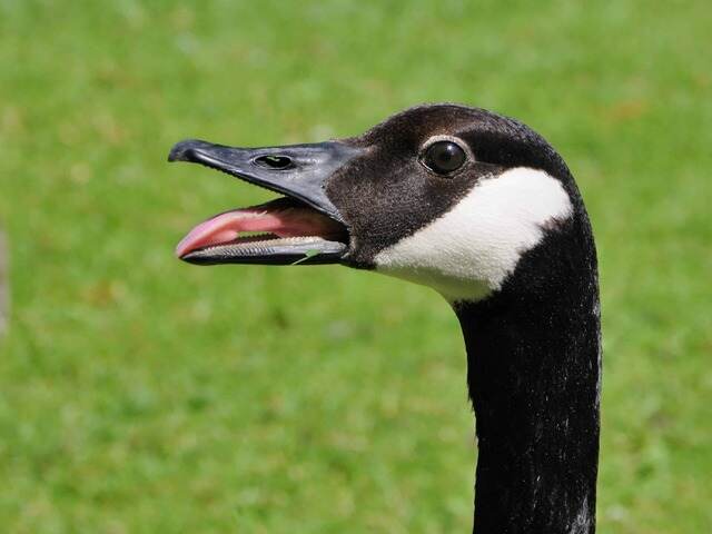 A black goose with its mouth open and its tomia showing.