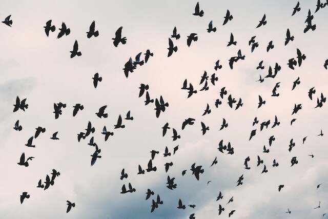 A large flock of blackbirds.