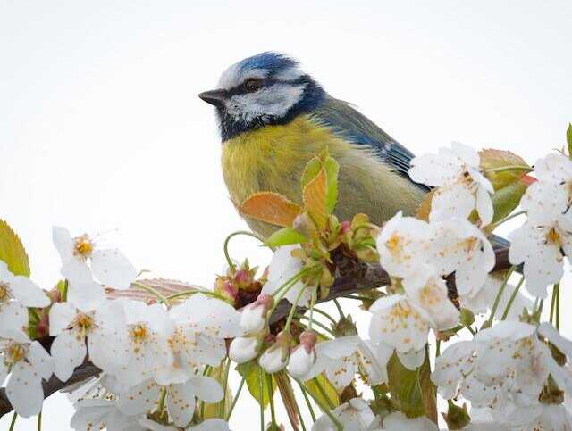 A small Eurasian Blue Tit perched in a cherry tree. 