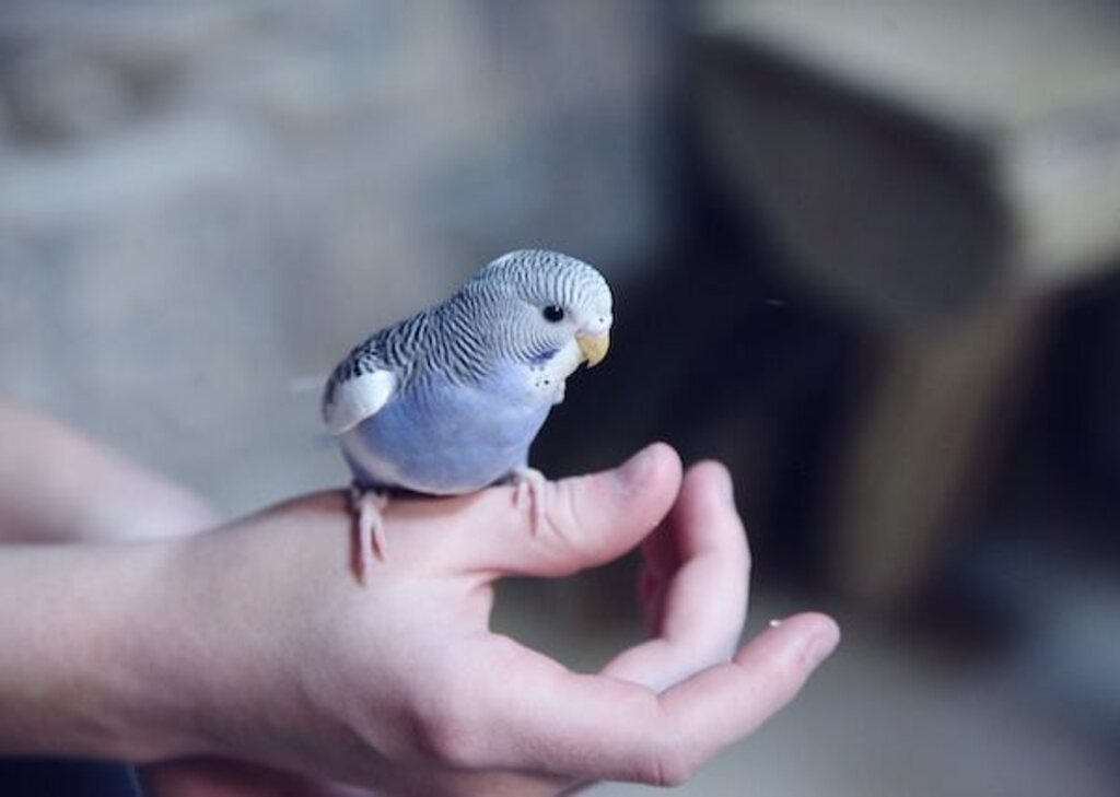 A person with a blue parakeet perched on their hand.