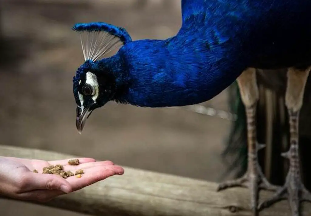 A person feeding a blue peacock.