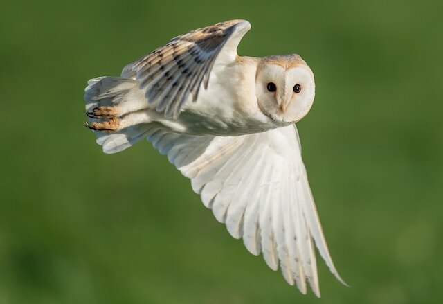 A barn owl flying through the air.