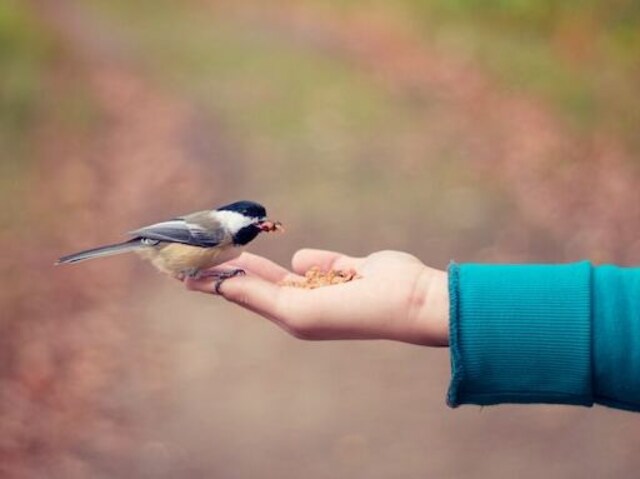 A Black-capped Chickadee perched onto a persons hand.