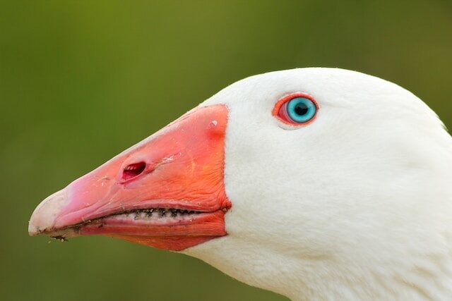 A white goose with blue eyes.