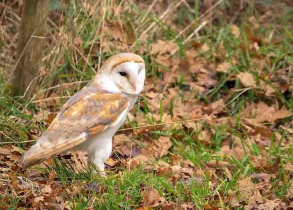 A Barn Owl searching for prey on the ground.