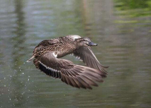 A brown duck flying over water.