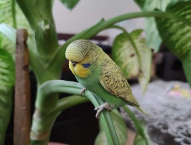 A budgerigar sleeping on a plant branch.