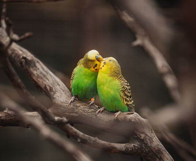 Two Budgies perched in a tree kissing.