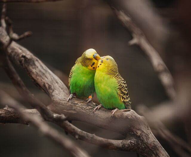 Why Do Birds Kiss The Secrets Of Avian Behavior Revealed Learn Bird Watching 