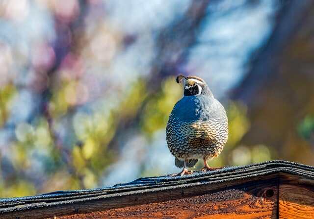 A California quail perched on a roof.