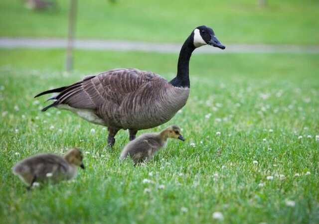 A goose with its goslings foraging on the grass.