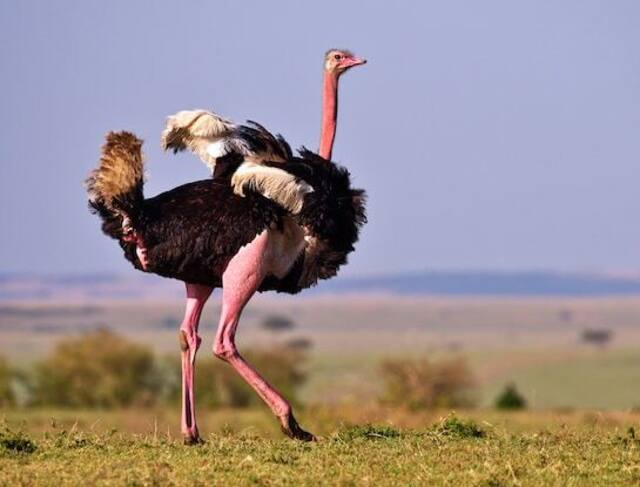 An Ostrich walking.