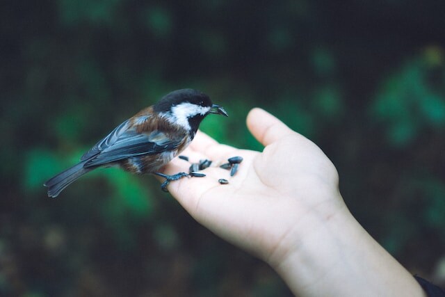 A Chickadee eating black-oil sunflower seeds from a person's hand.