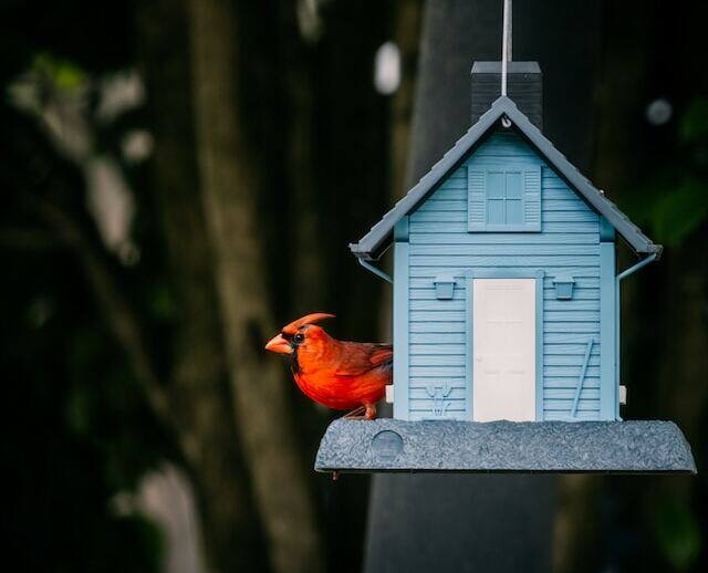 A Northern Cardinal visiting a blue bird house.