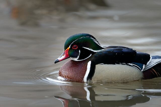 A Wood Duck with red eyes swimming around in the water.