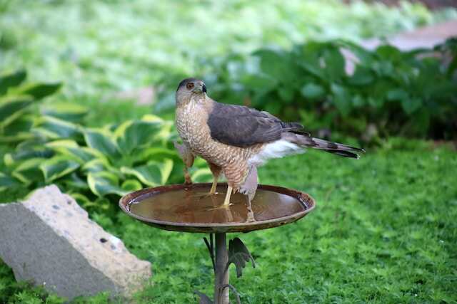 A Cooper's Hawk with its feet in a bird bath.