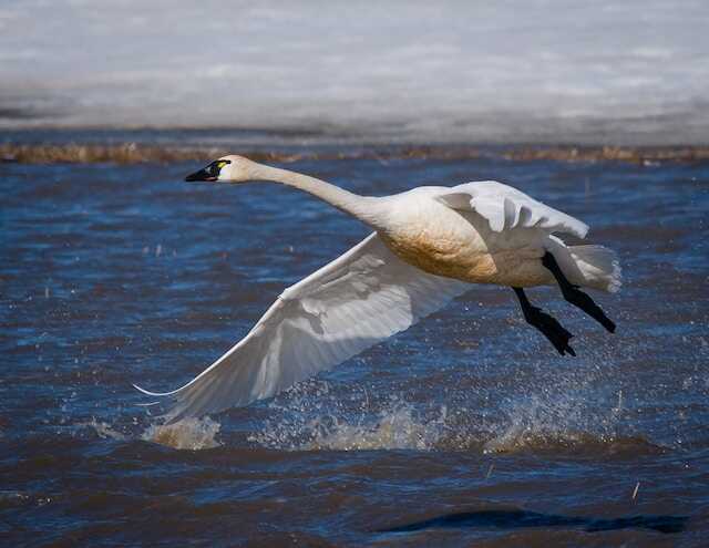 Tundra Swanflying over water.