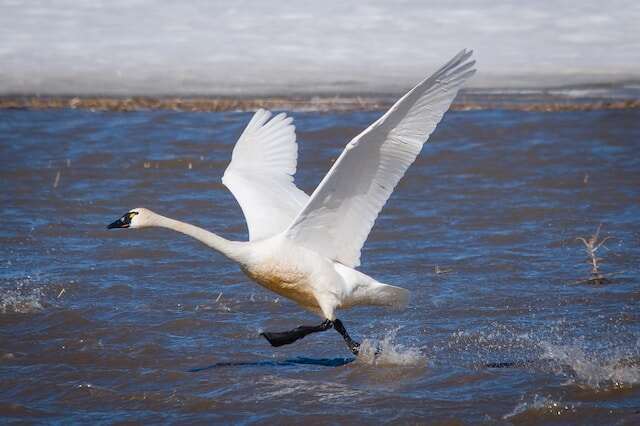 A Tundra Swan taking off from water.