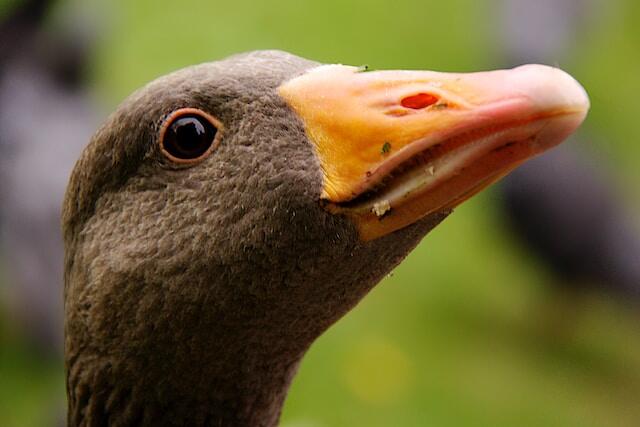 A Domestic goose showing off its beak.