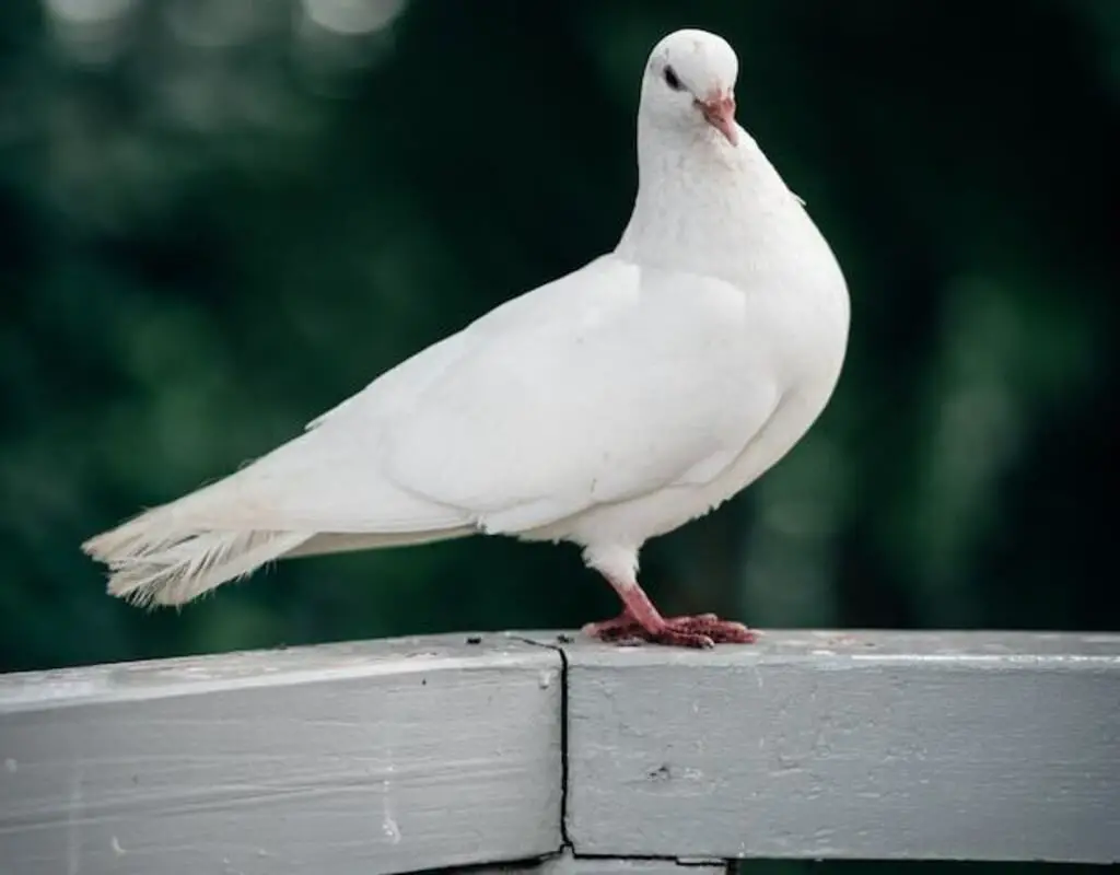 A white pigeon perched on a patio railing.