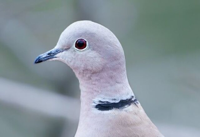 A Eurasian Collared Doves eyeball.