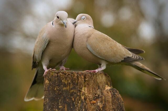 Two Eurasian Collared Doves perched on a tree trunk and in love.