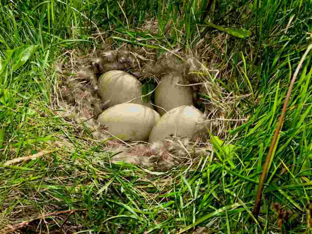 Four duck eggs in a nest.