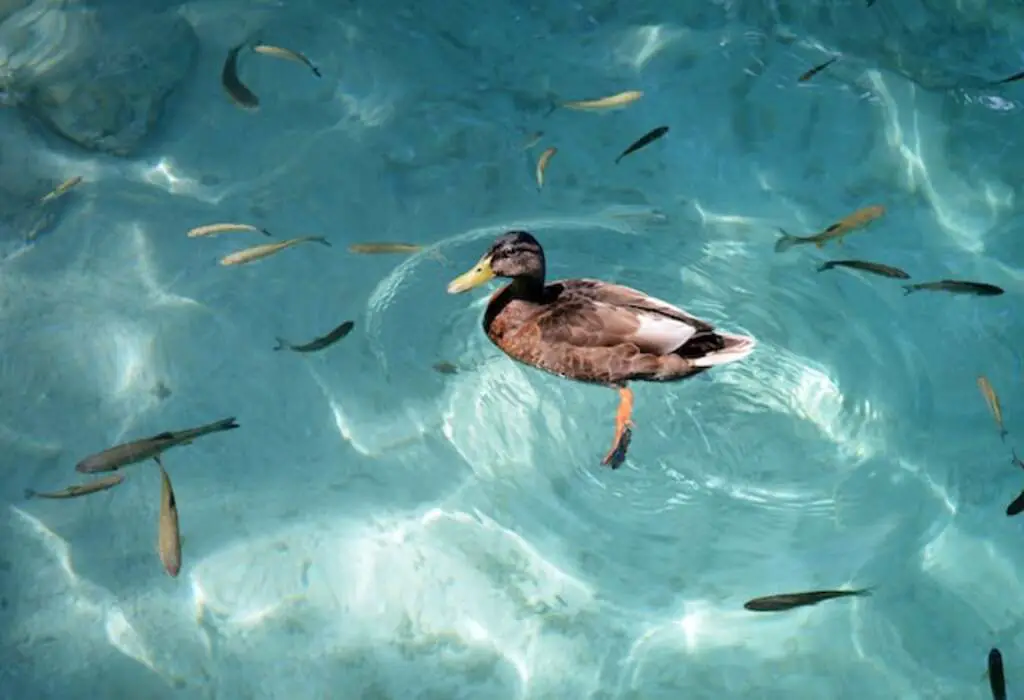 A duck swimming around fish.