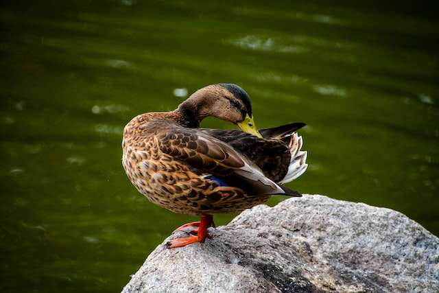 A duck standing on a rock preening.