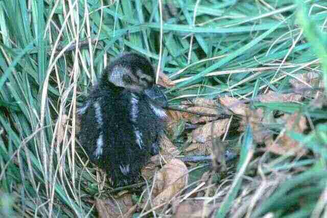 A Pintail Duck, duckling in its nest.