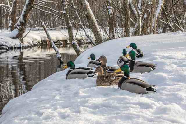 A bunch of mallards laying down in snow.